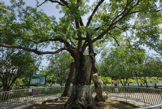 天津红桥区两棵古槐树迎接夏季“体检”，康健相映，呈现龙凤之境